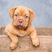 dogue de bordeaux 1047521 1920